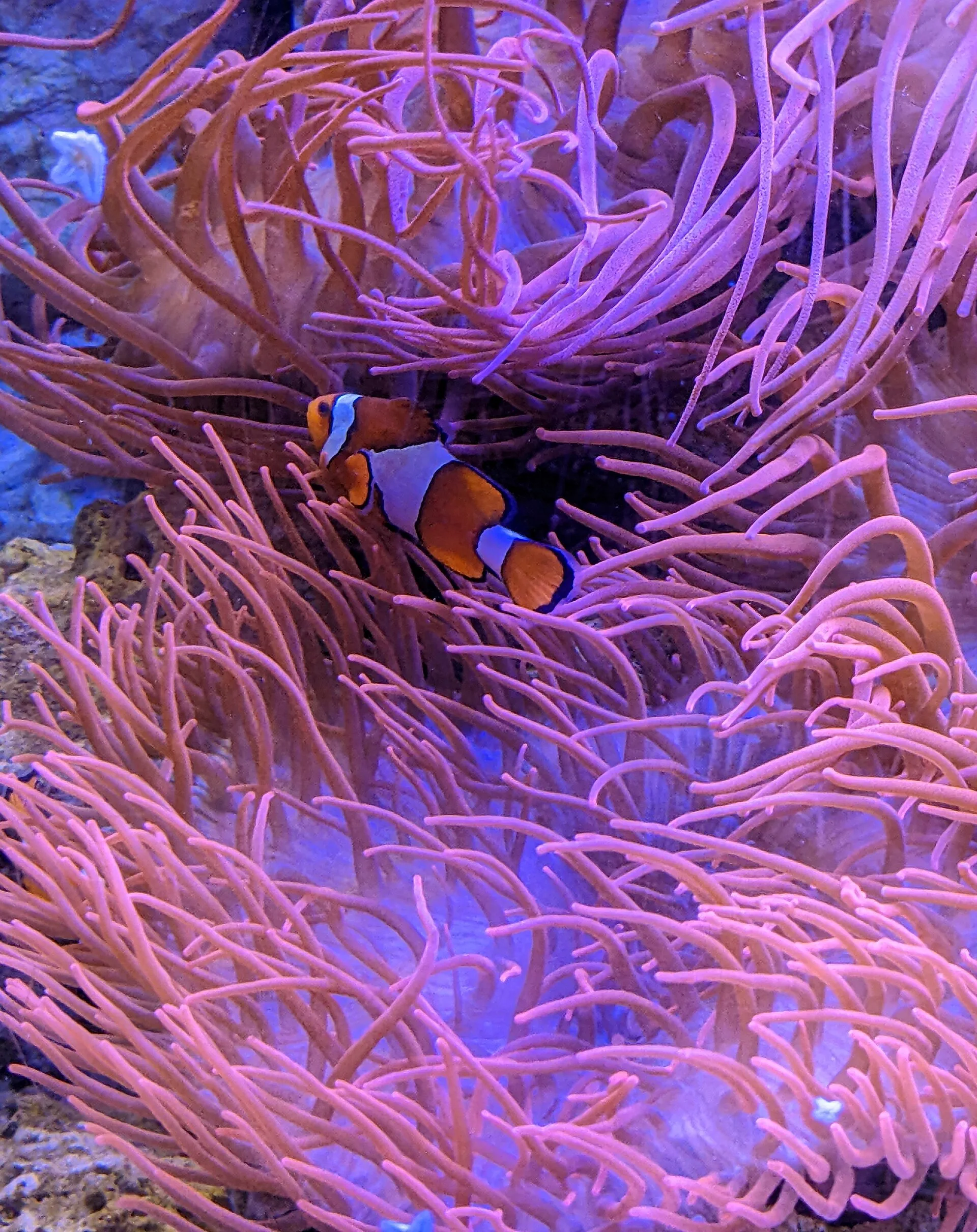 Black Clownfish aquarium photo