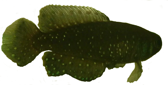 Black-finned Pearl Killifish aquarium photo