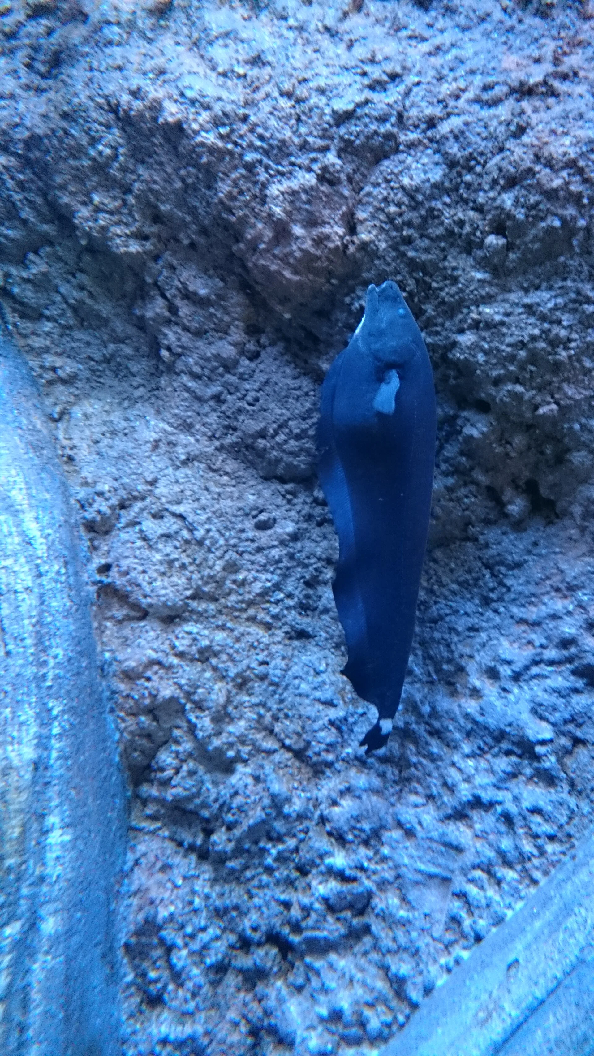 Black Ghost Knifefish (Apteronotus albifrons)