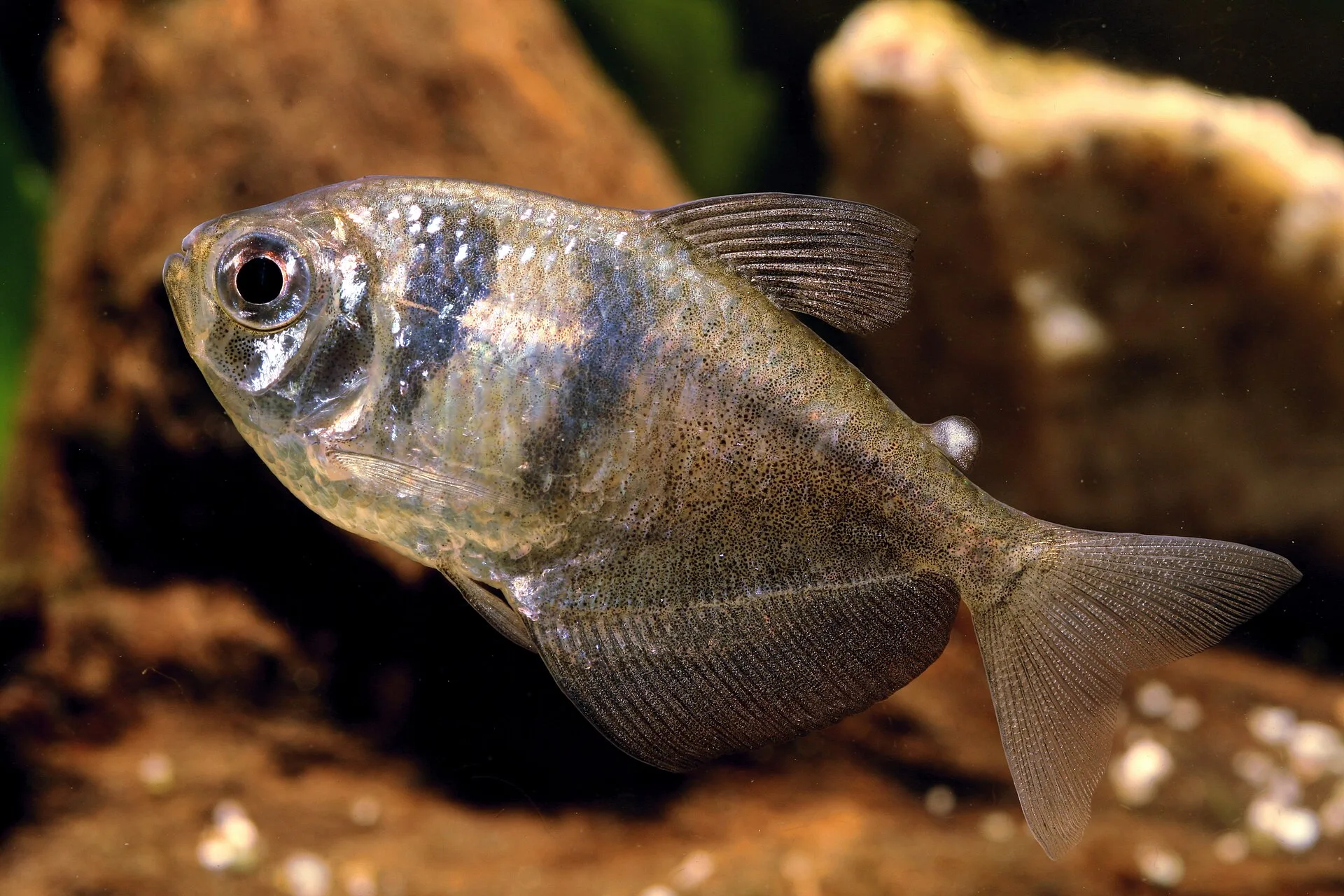 Black Morpho Tetra aquarium photo