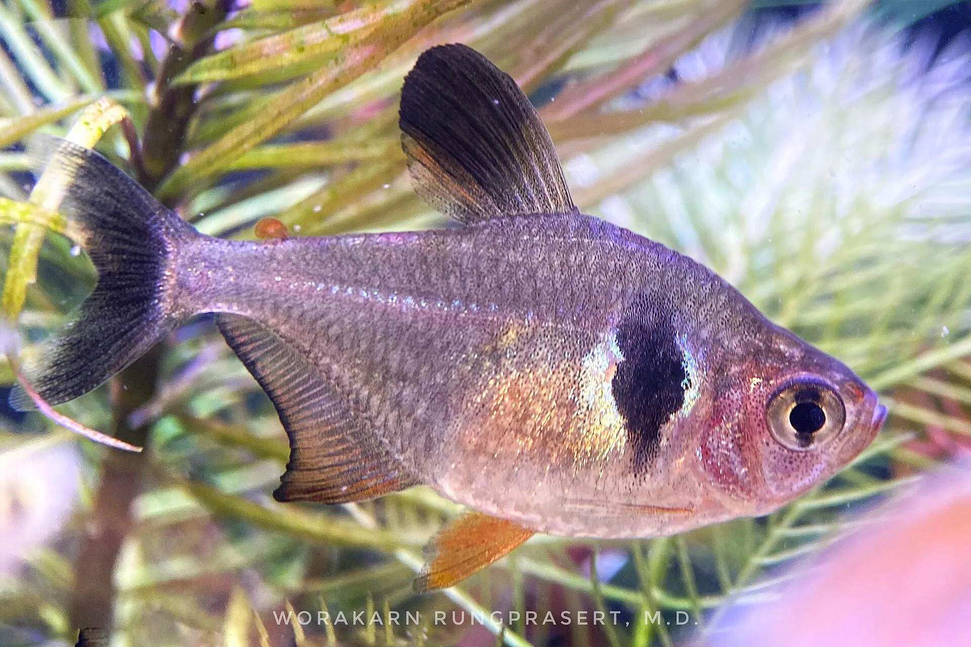 Black Phantom Tetra in a freshwater aquarium