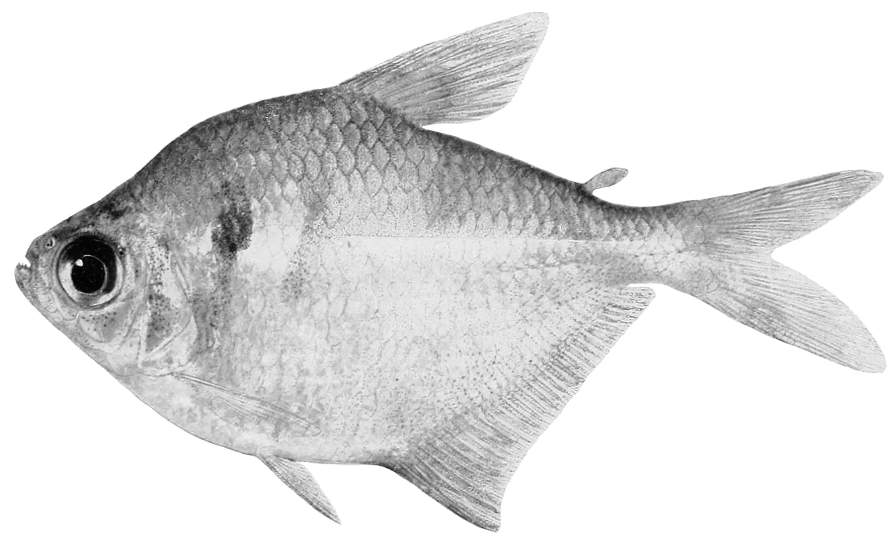 Blackline Tail Tetra aquarium photo