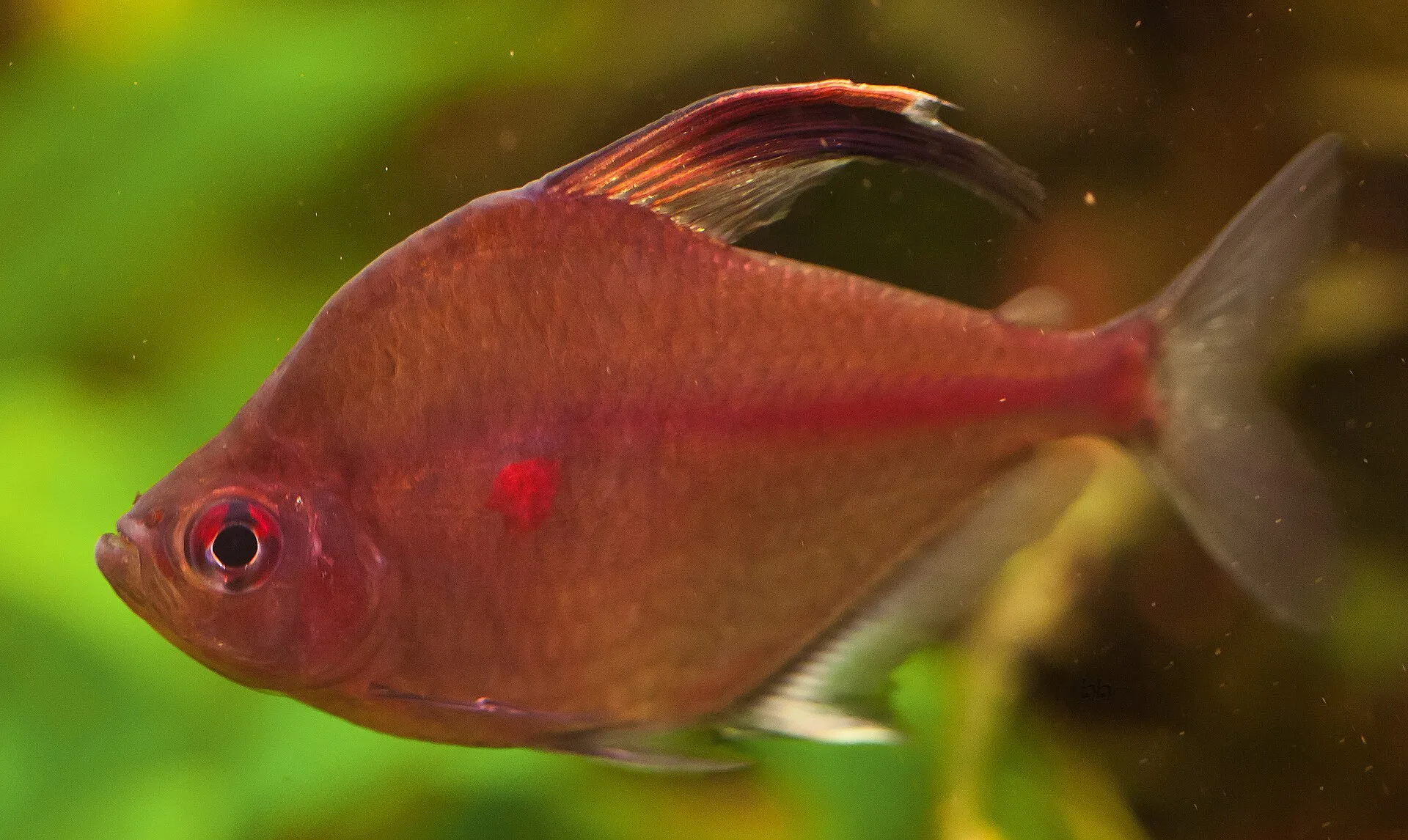 Bleeding Heart Tetra aquarium photo