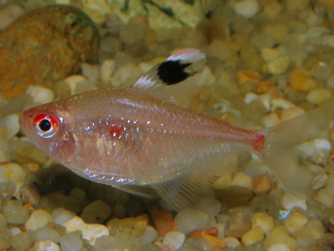 Bleeding Heart Tetra aquarium photo