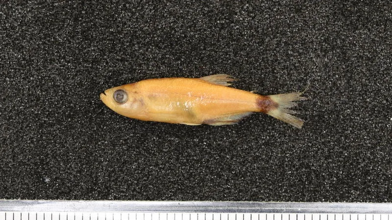 Close view of Bloodfin Tetra (Aphyocharax anisitsi)