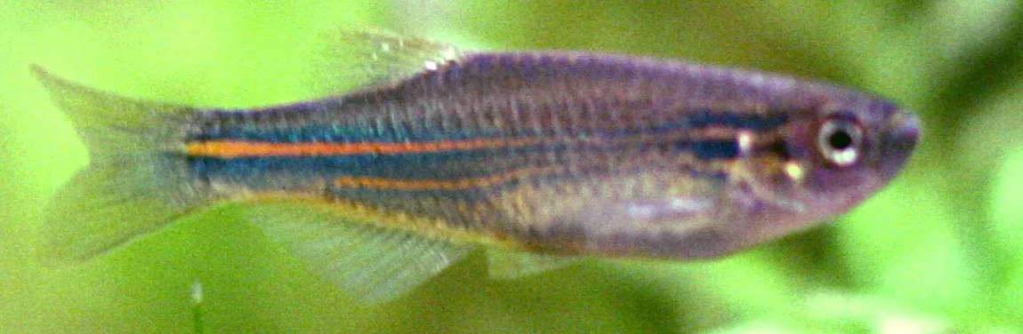 Blue Danio aquarium photo