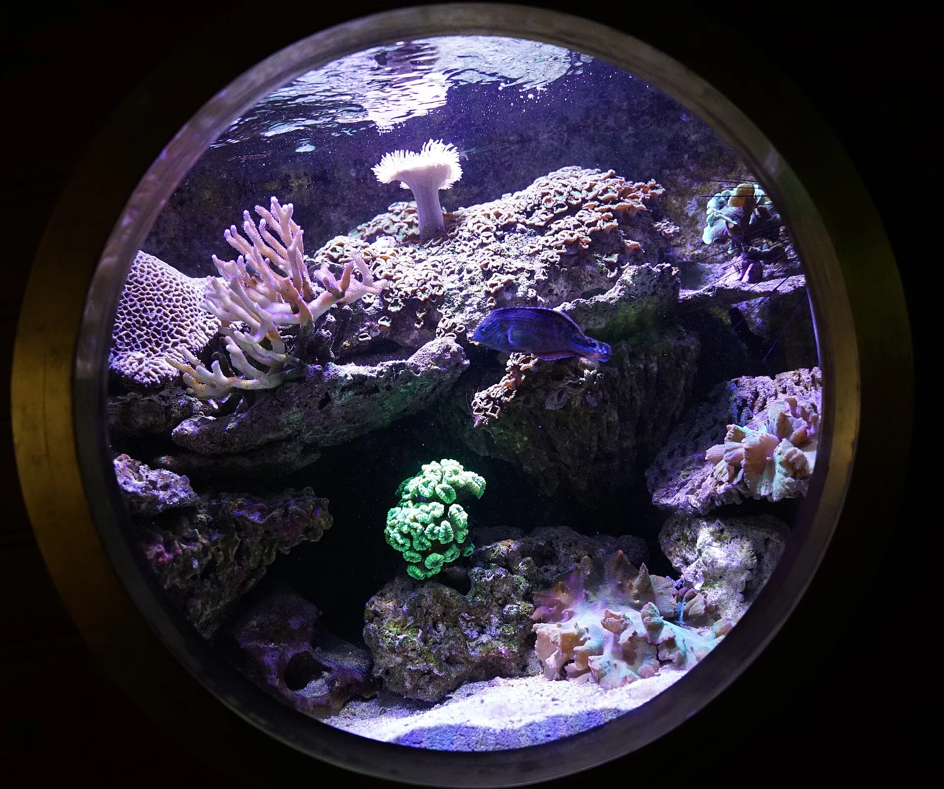 Blue Star Leopard Wrasse aquarium photo
