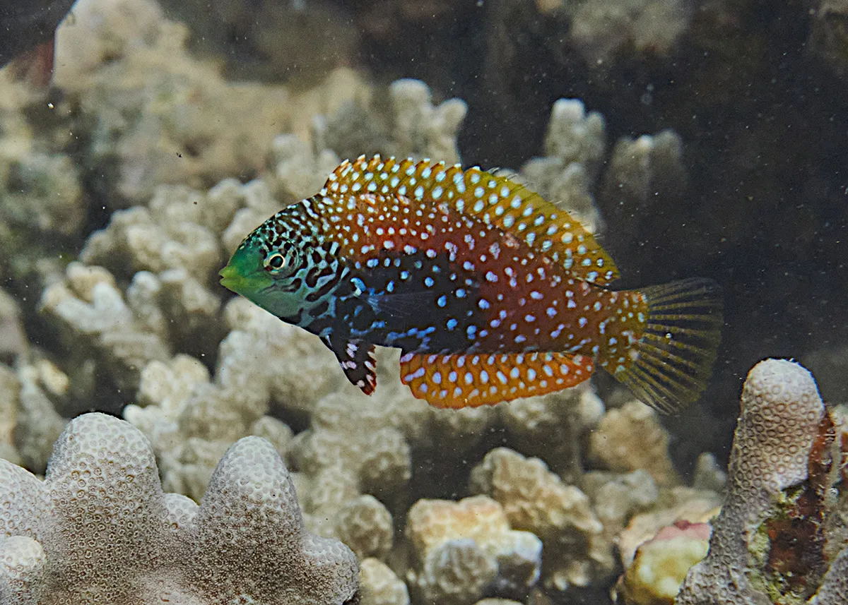 Blue Star Leopard Wrasse aquarium photo