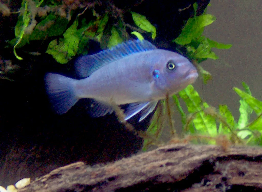 Blue Zebra Cichlid aquarium photo