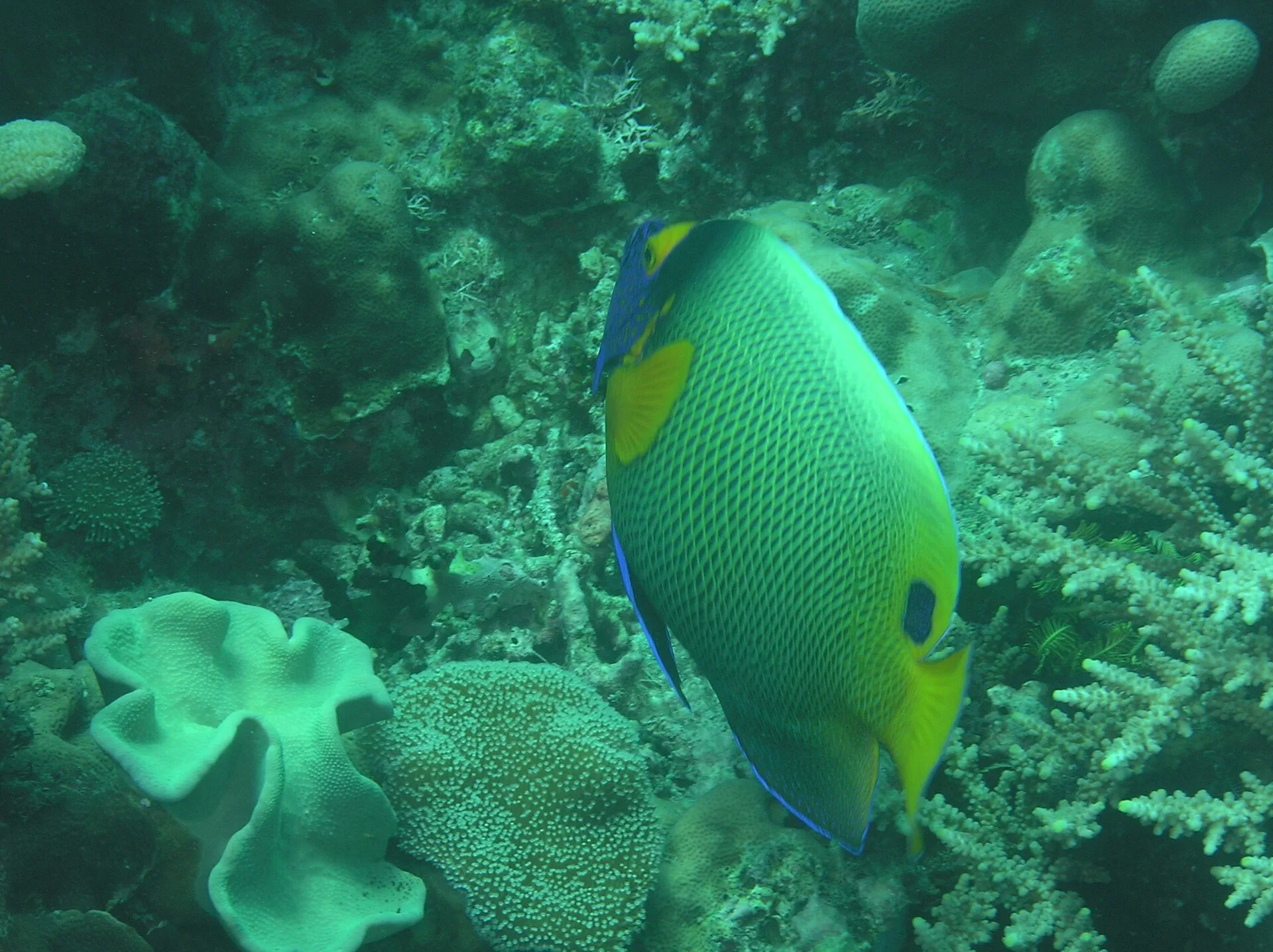 Blueface Angelfish aquarium photo