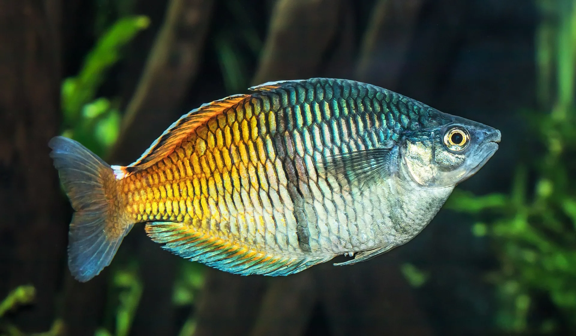 Boesemani Rainbowfish aquarium photo