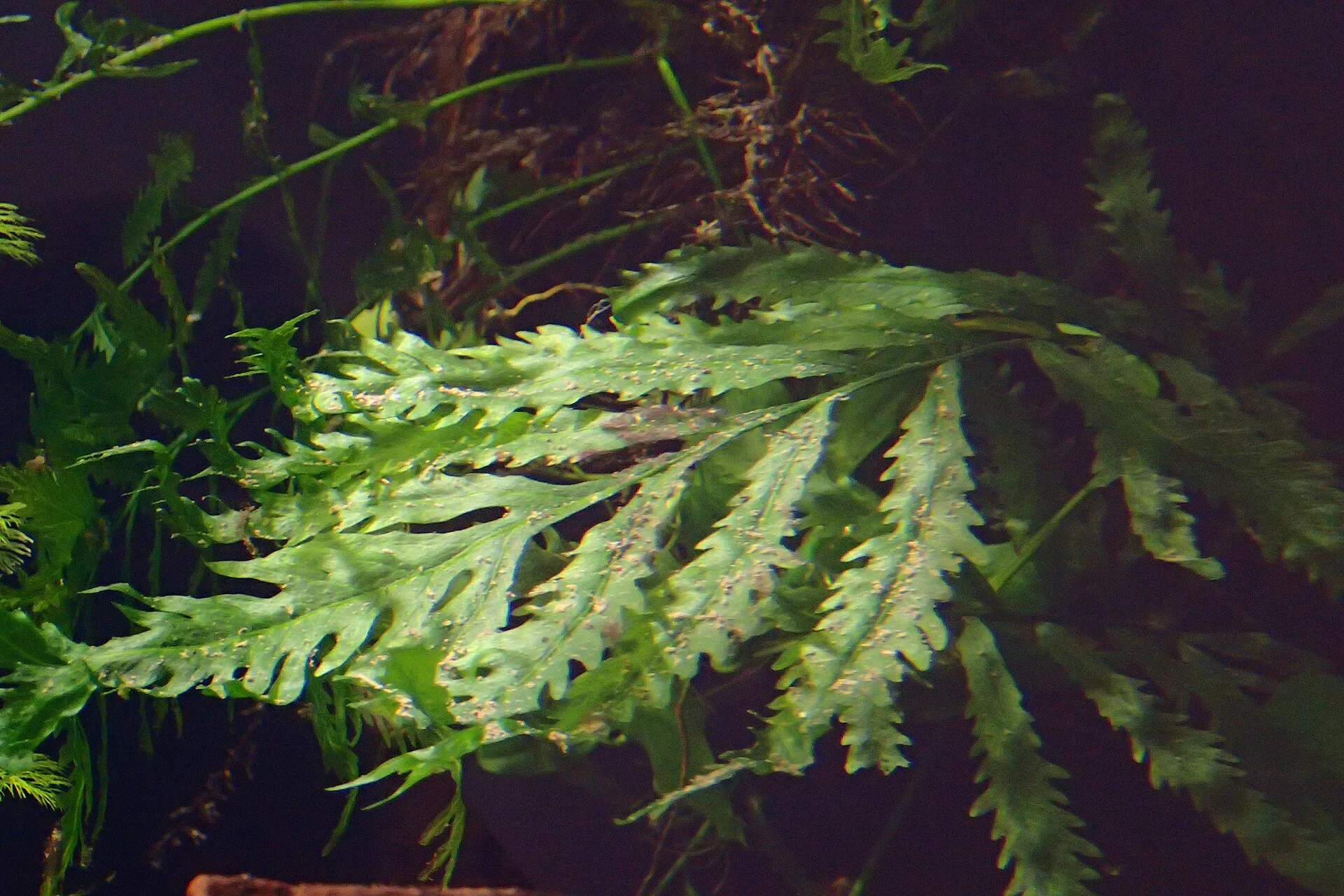 Bolbitis heudelotii (Bolbitis heudelotii)