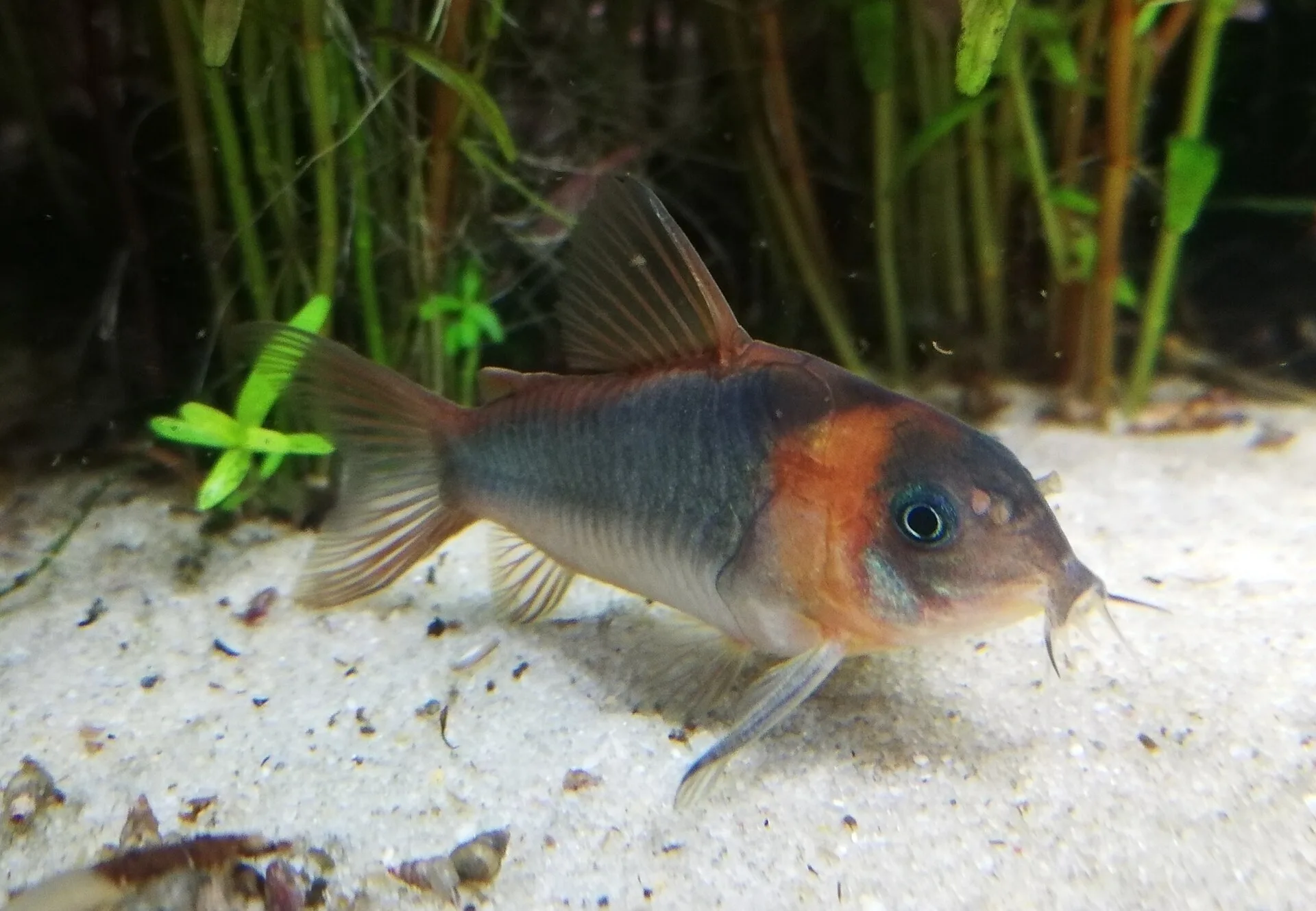 Bronze Stripe Corydoras aquarium photo