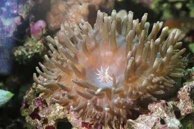 Bubble Tip Anemone (Entacmaea quadricolor)