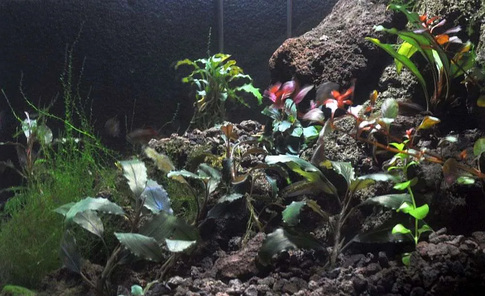 Bucephalandra aquarium photo