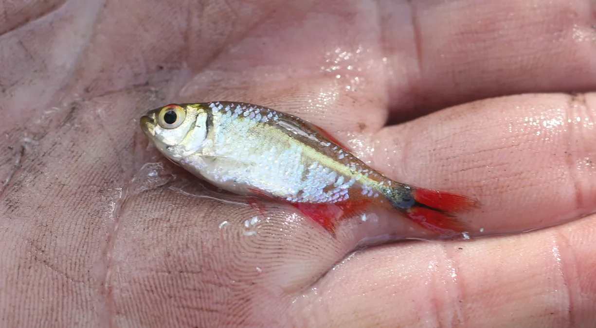 Buenos Aires Tetras aquarium photo