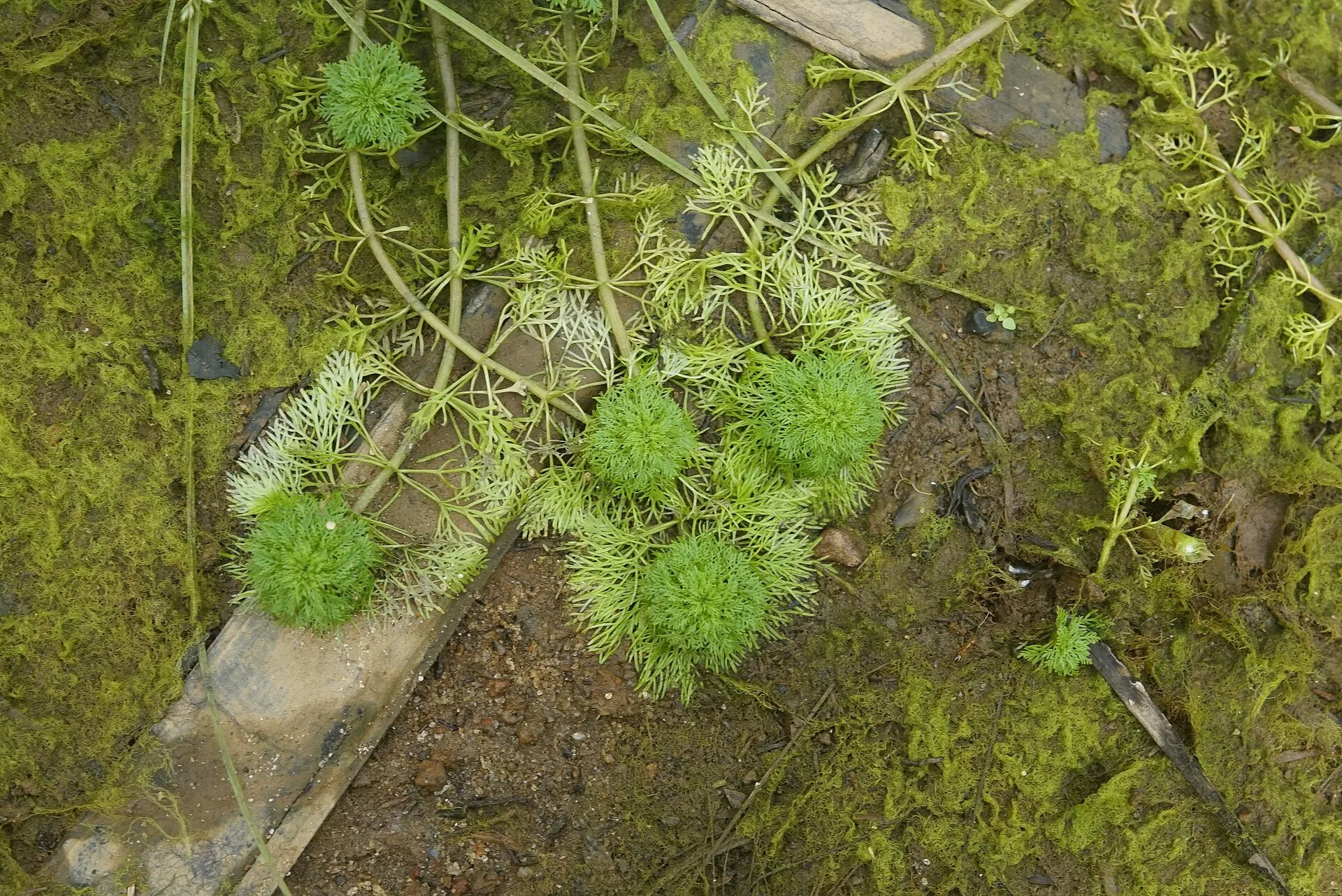 Green Cabomba in aquarium