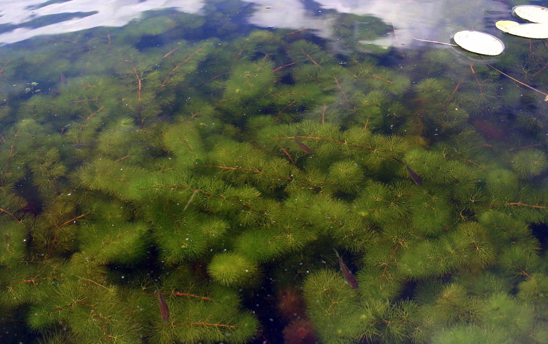 Green Cabomba natural colour and form