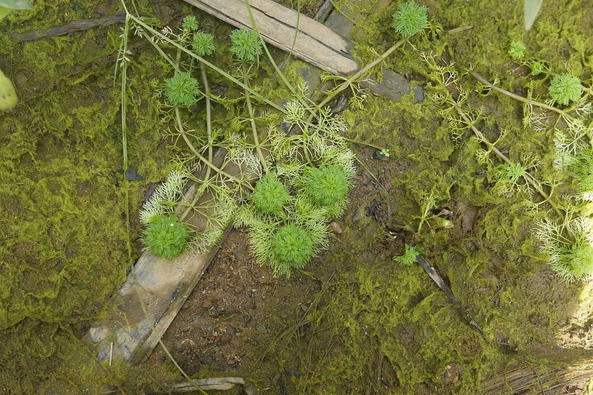 Green Cabomba (Cabomba caroliniana)