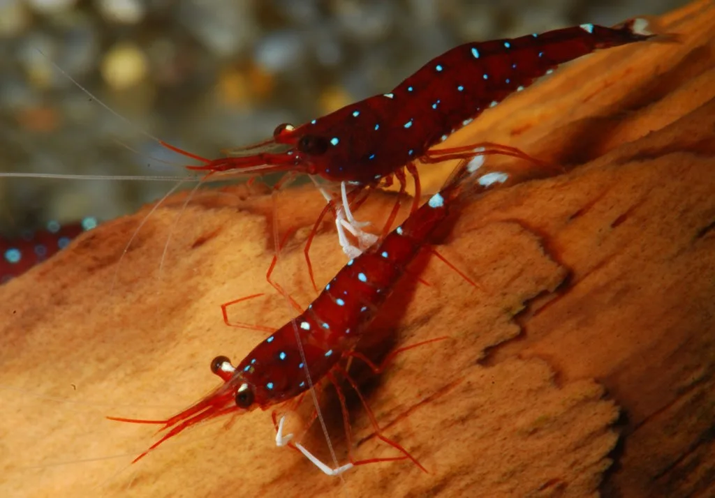 Camarón Cardinal Sulawesi en <a href=