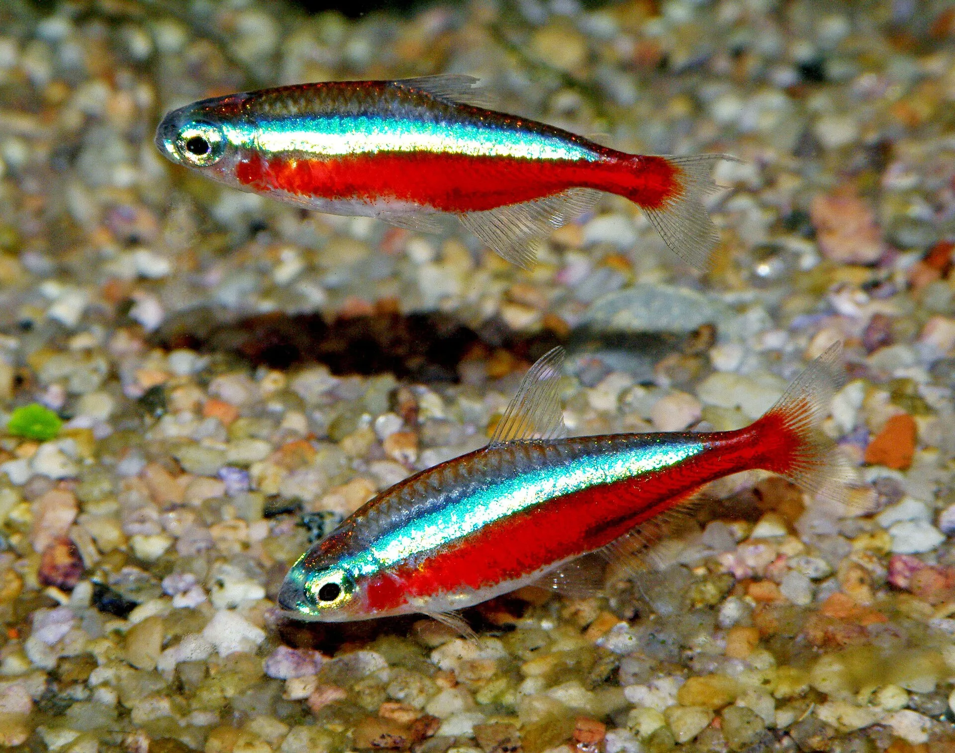 Cardinal Tetra aquarium photo