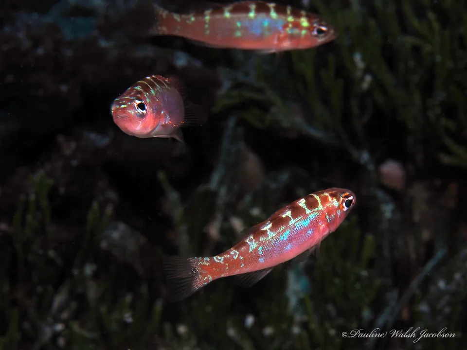 Chalk Bass (Serranus tortugarum)