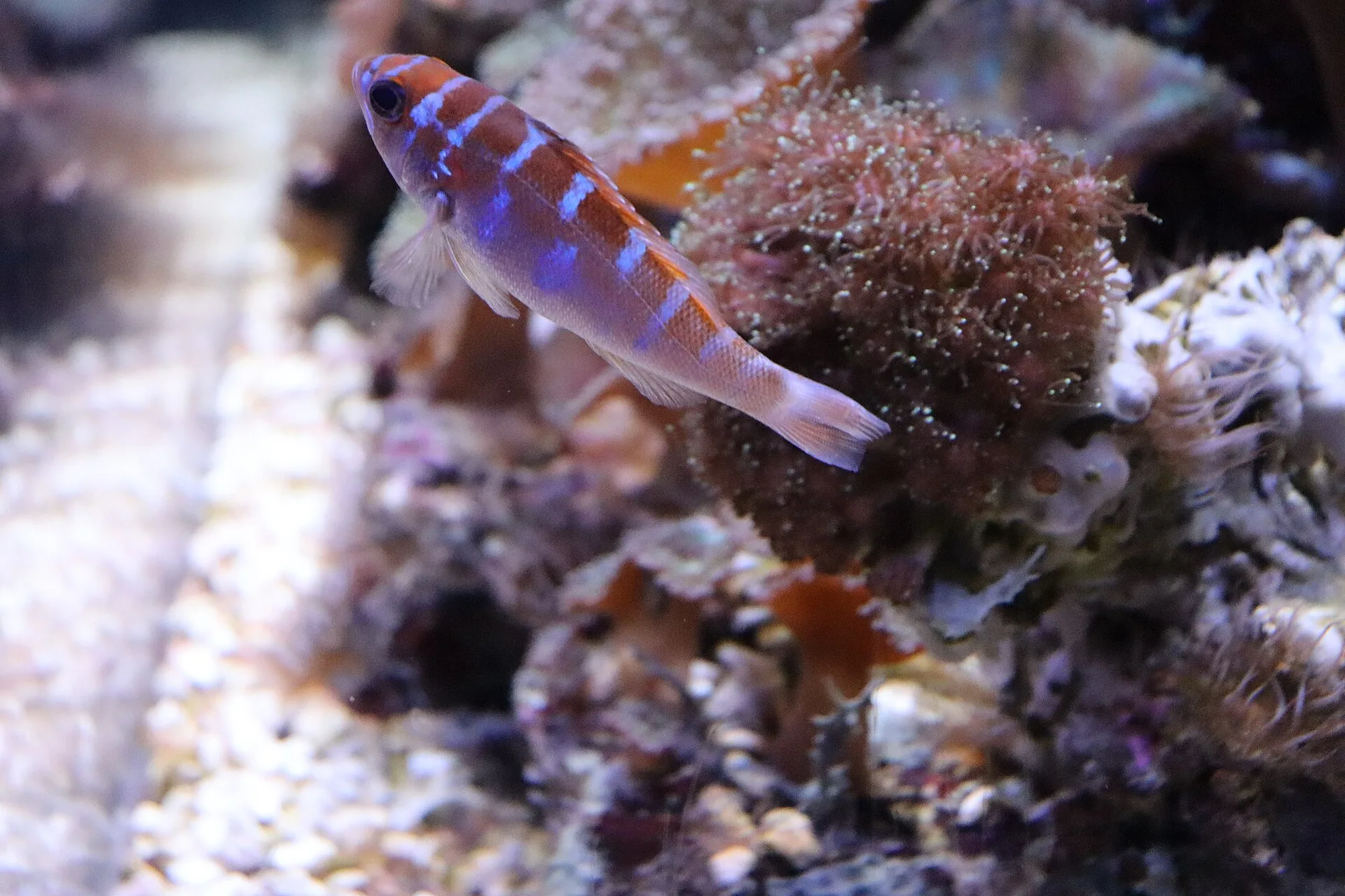 Chalk Bass on a coral reef