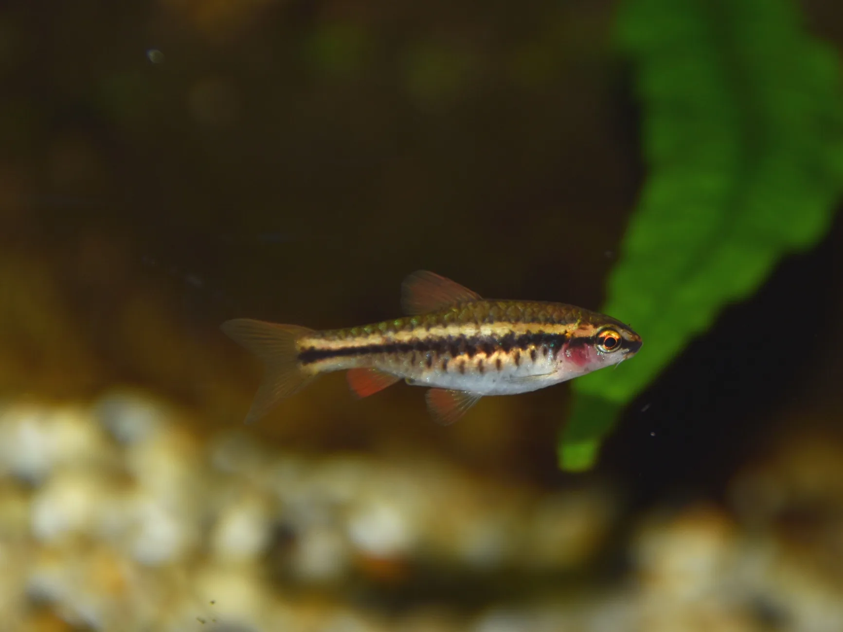 Cherry Barb aquarium photo