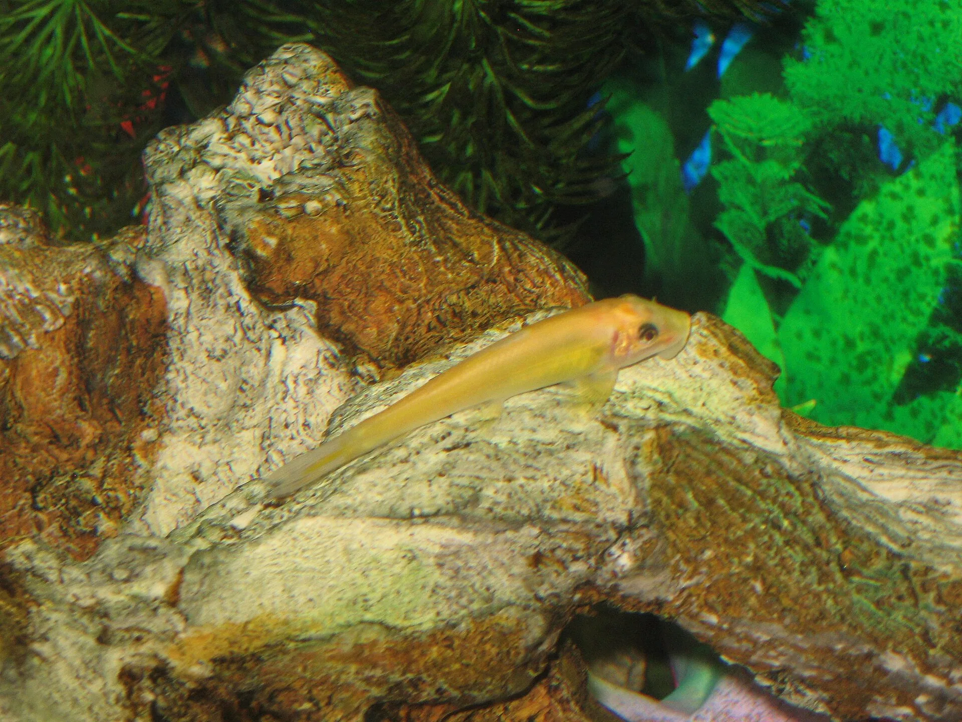 Close view of Chinese Algae Eater (Gyrinocheilus aymonieri)