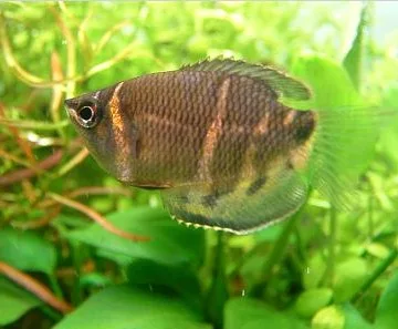 Chocolate Gourami in a freshwater aquarium