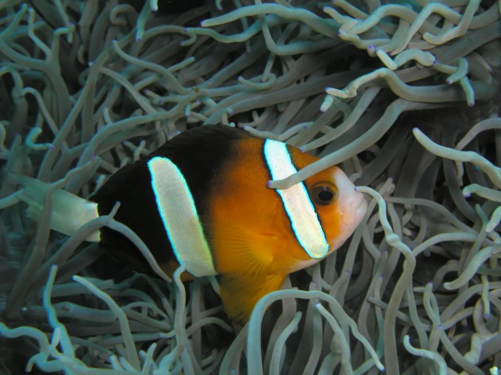 Clarkii Clownfish on a coral reef