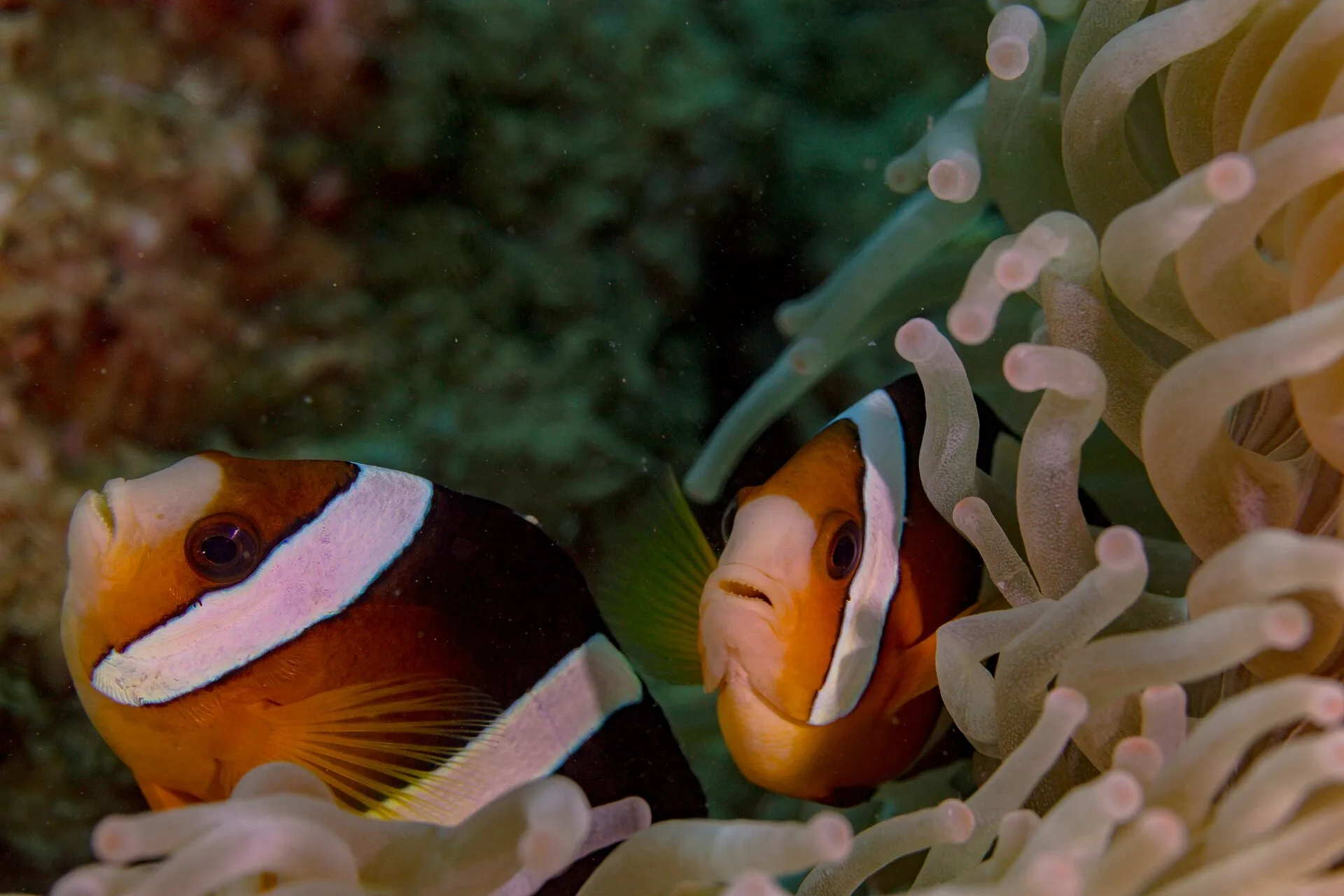 Clarkii Clownfish showing natural colour