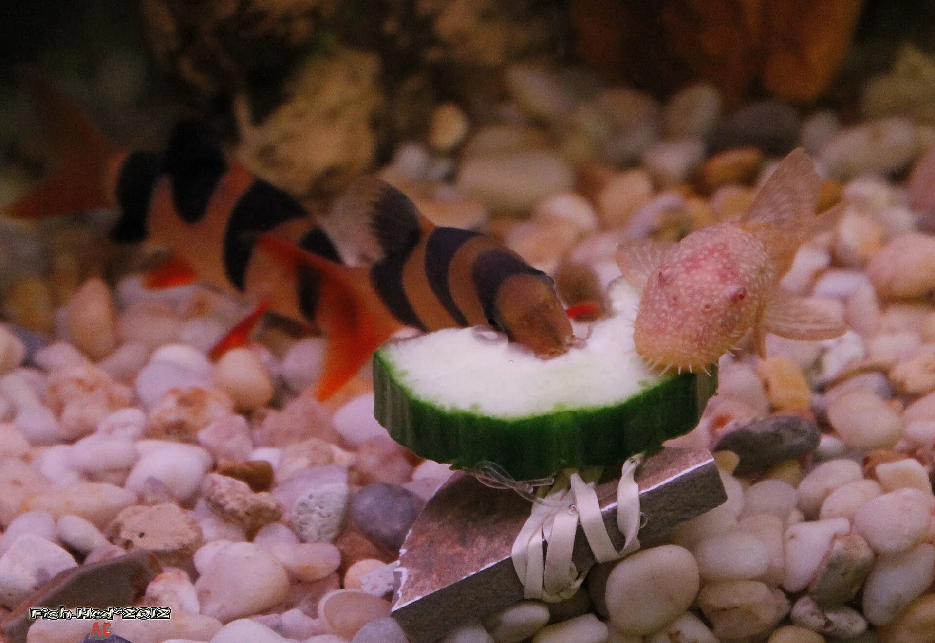 Close view of Clown Pleco (Panaqolus maccus)
