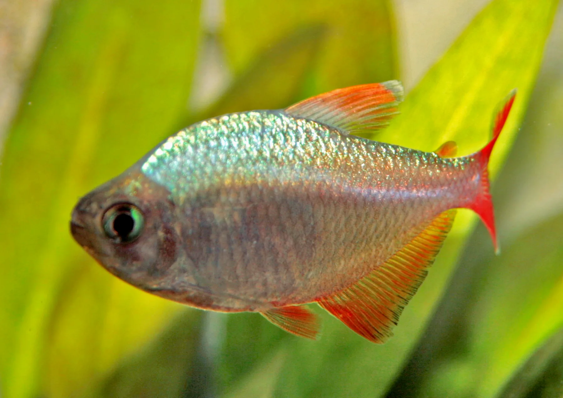 Columbian Tetra aquarium photo