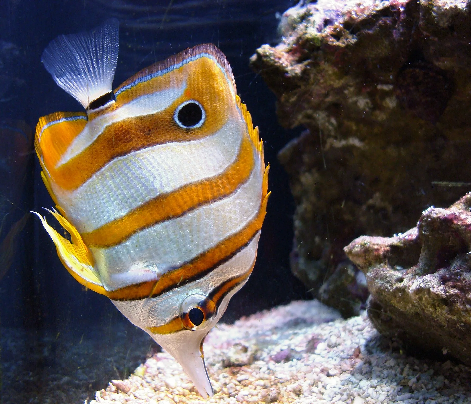 Copperband Butterflyfish aquarium photo