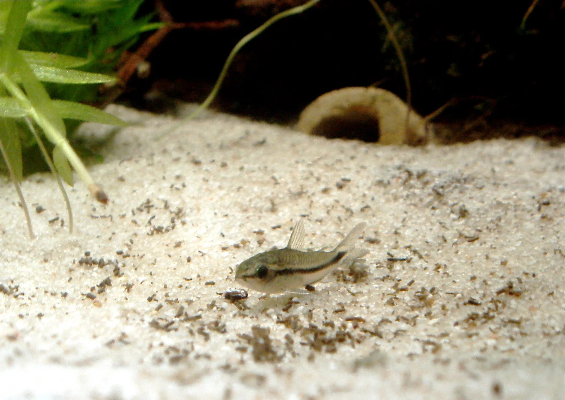 Corydoras Pygmaeus aquarium photo