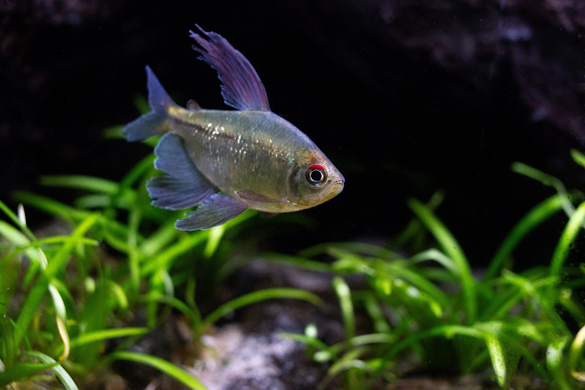 Diamond Tetra aquarium photo