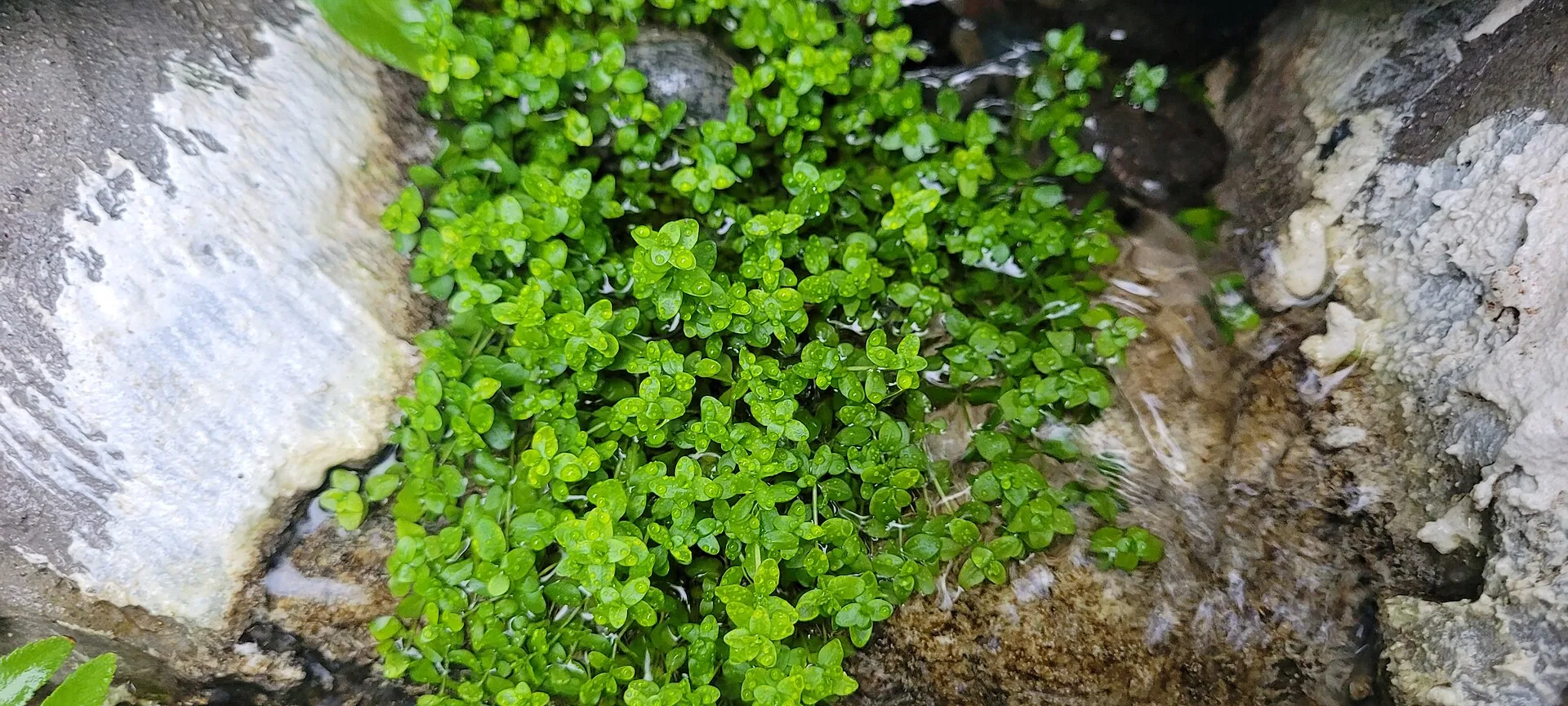 Dry Start Method for Carpet Plants