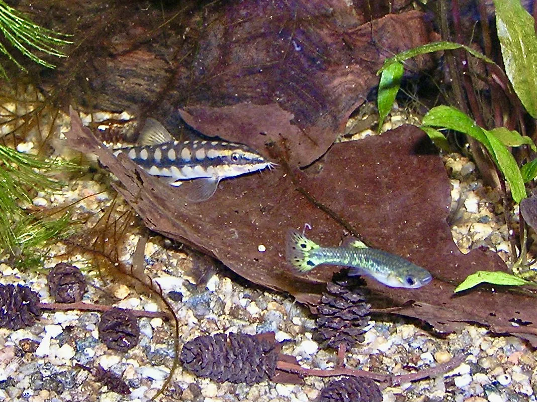 Dwarf Chain Loach (Ambastaia sidthimunki)
