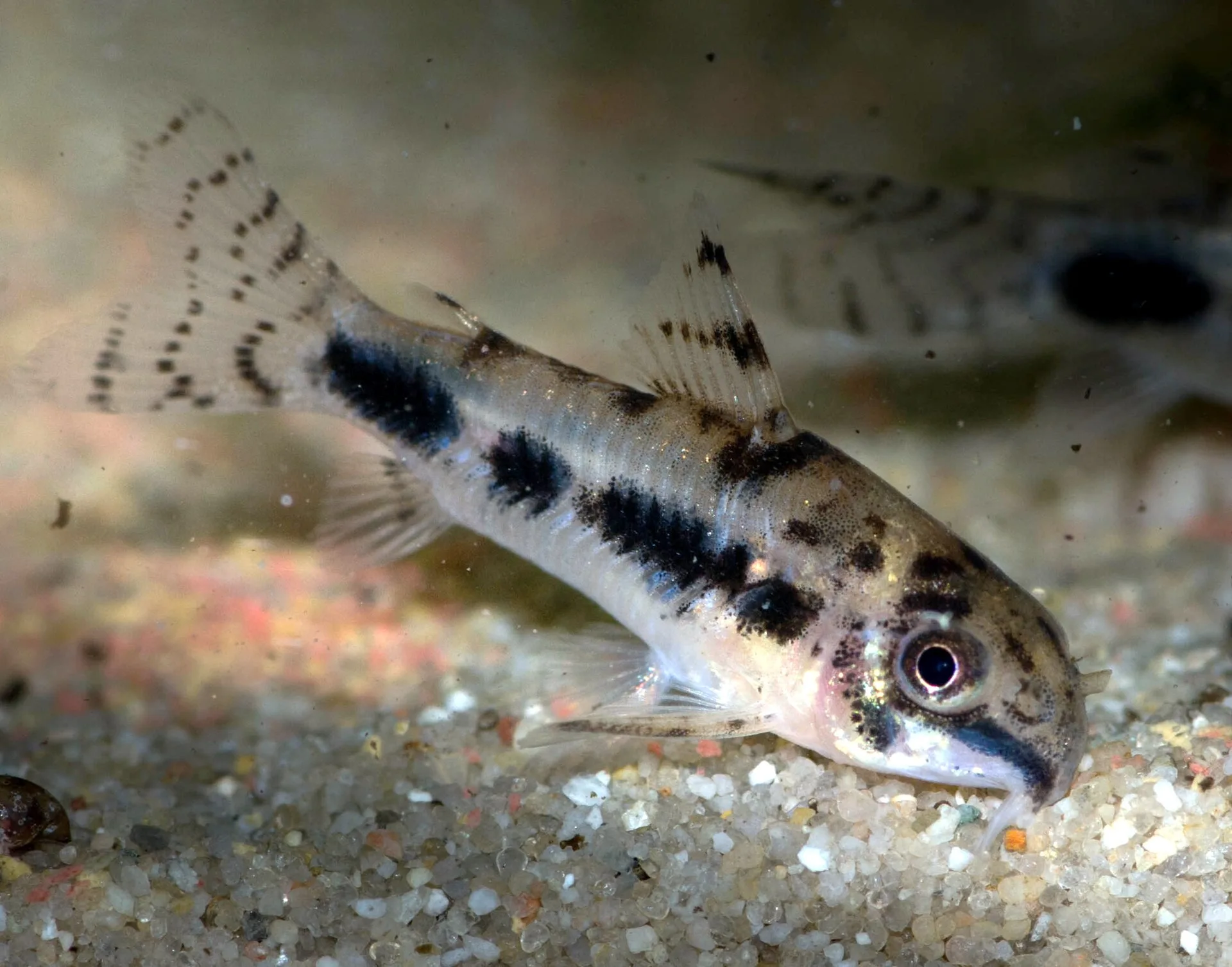 Close view of Dwarf Cory (Corydoras habrosus)