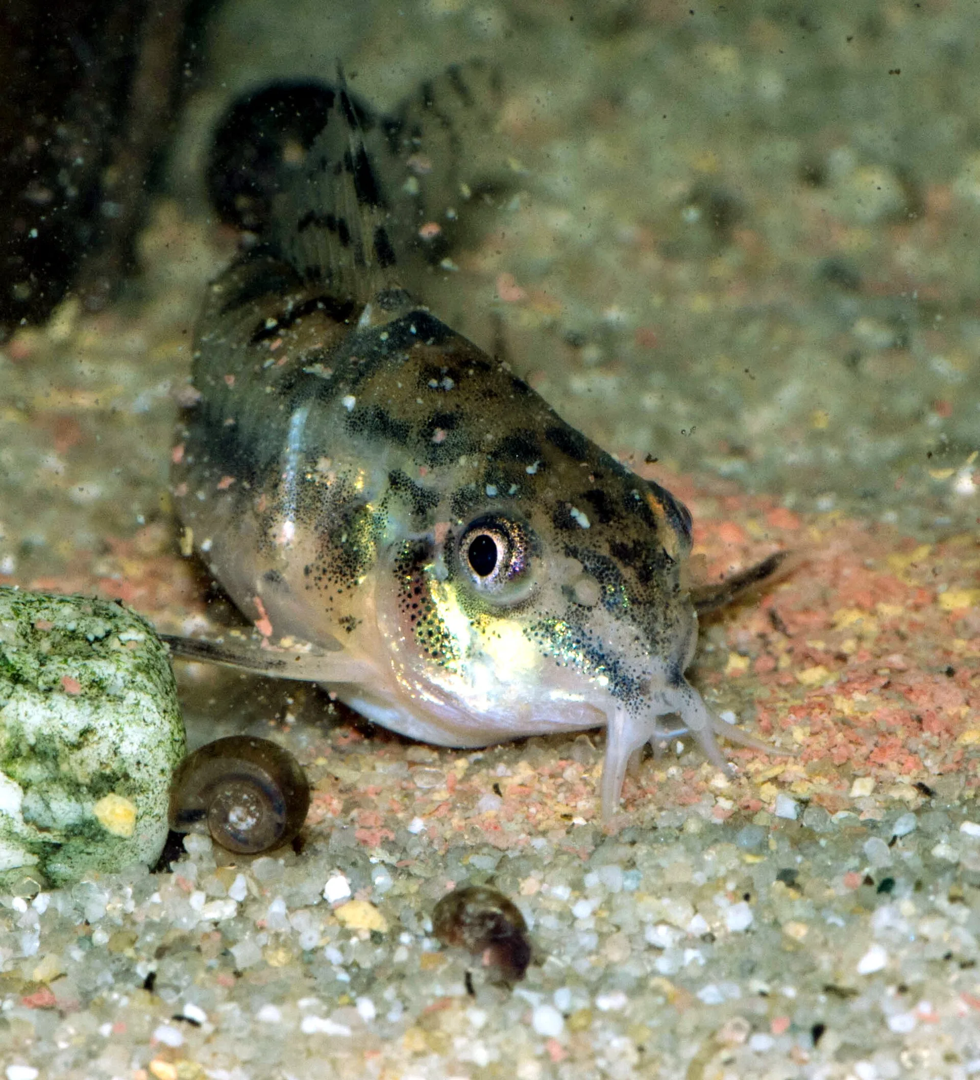 Dwarf Cory showing natural colour and shape