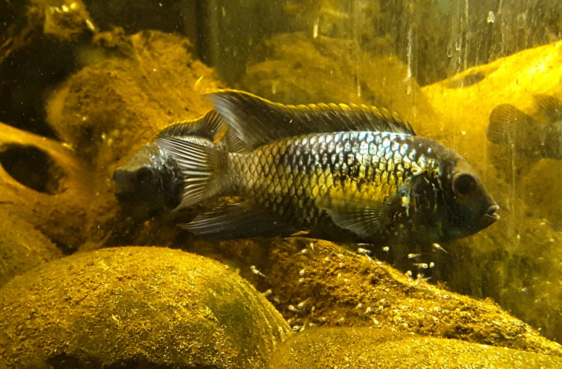 Electric Blue Acara natural colour and form
