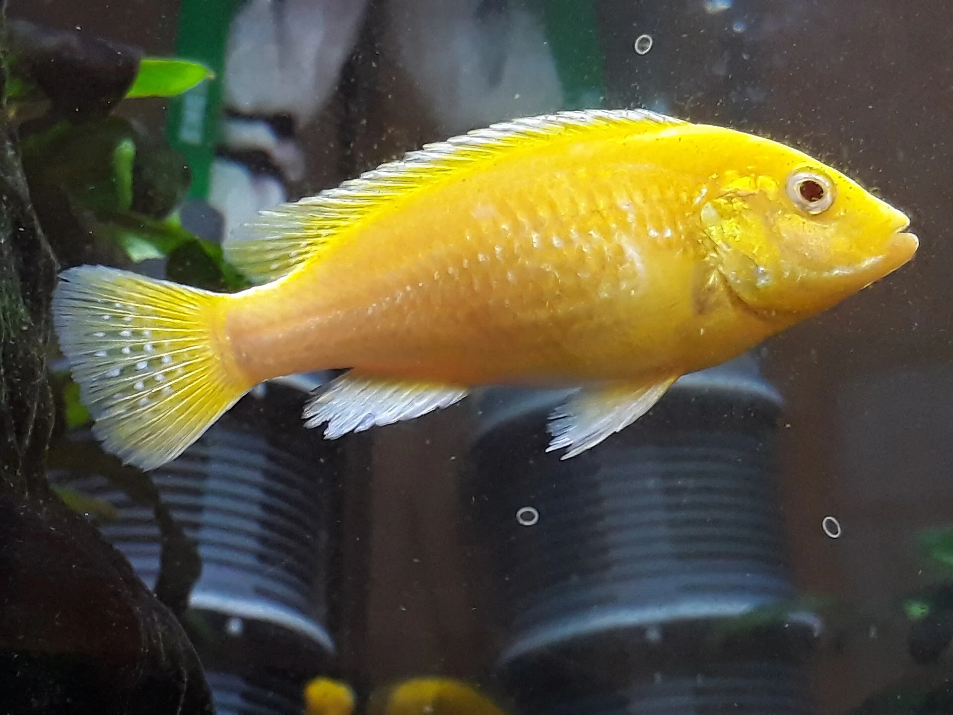 Electric Yellow Lab showing natural colour and shape