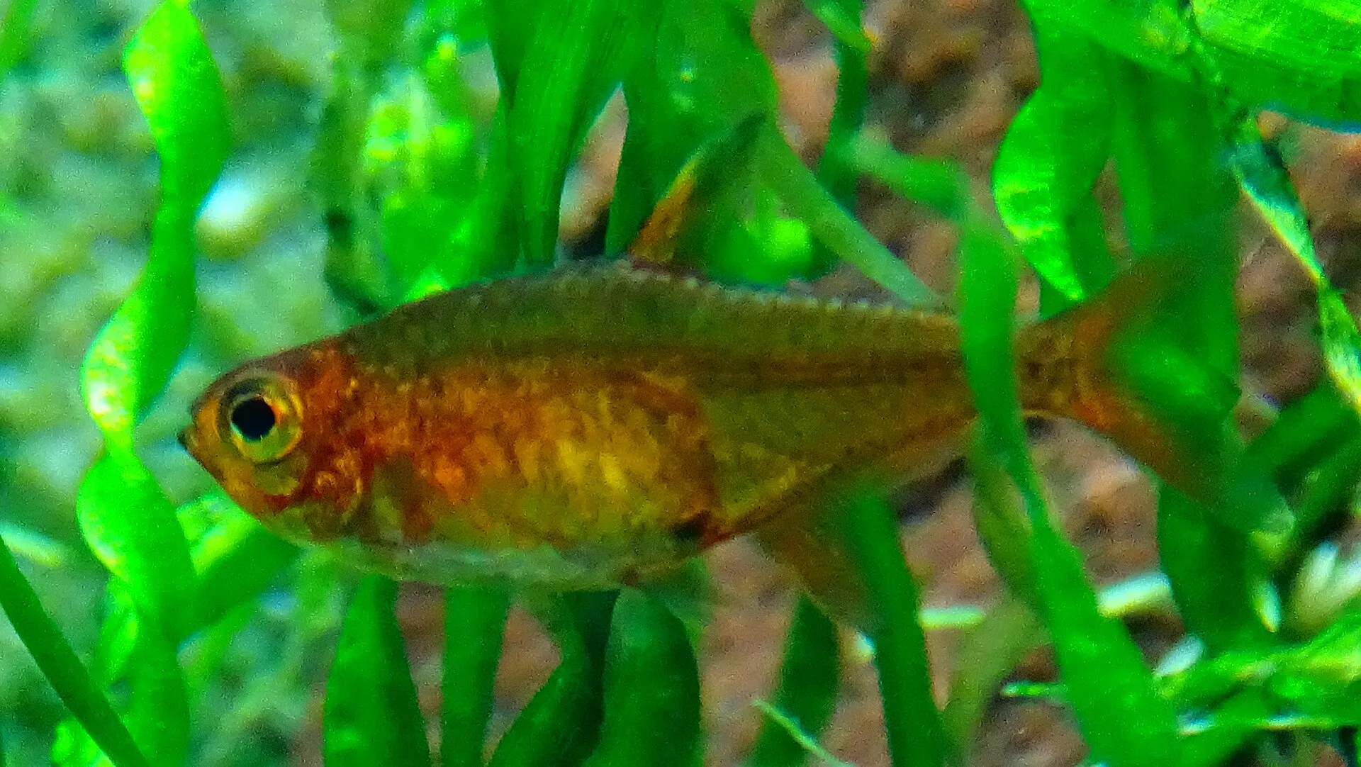 Ember Tetra in aquarium