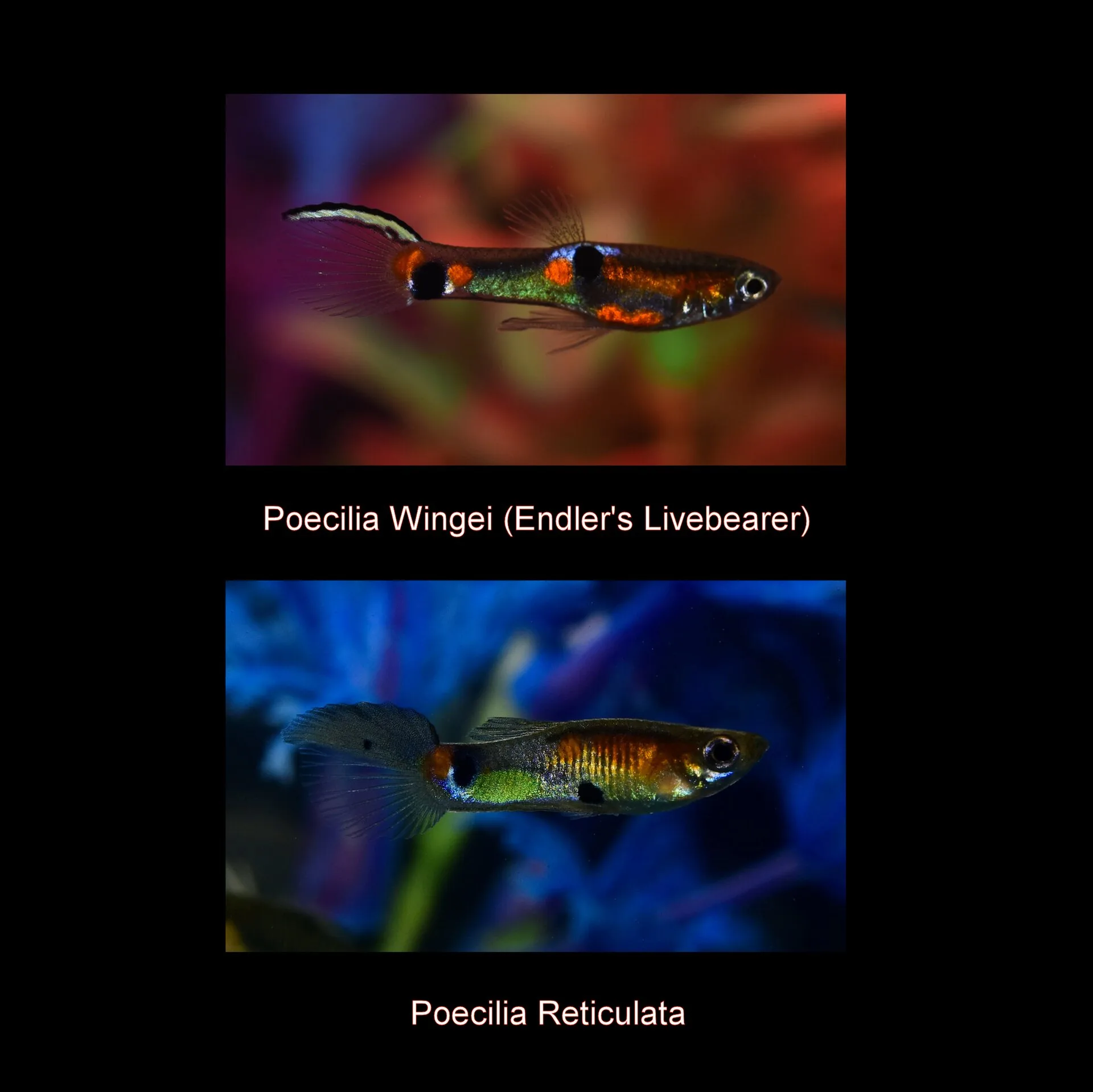 Endler’s Livebearer natural colour and form