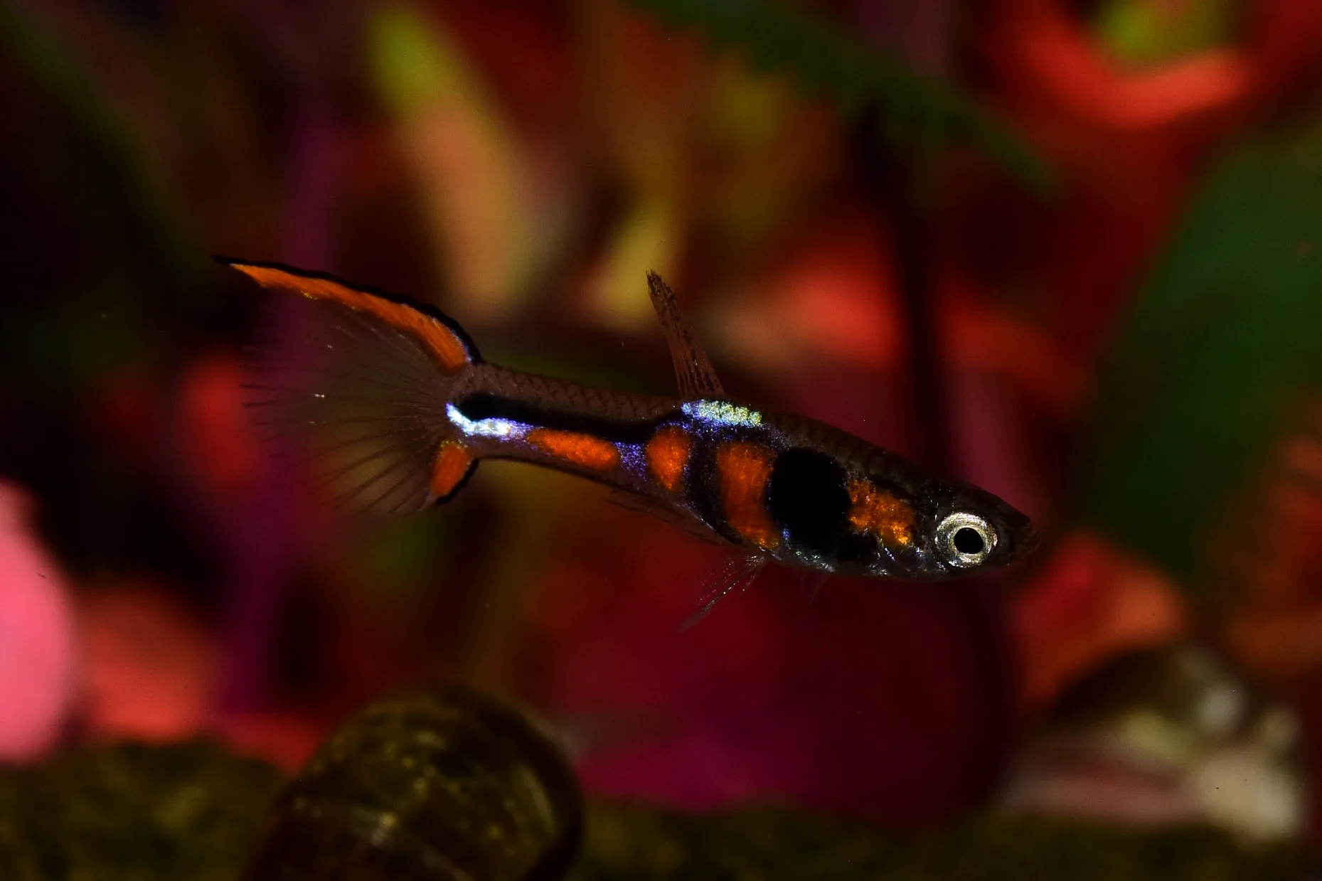 Endler’s Livebearer (Poecilia wingei)