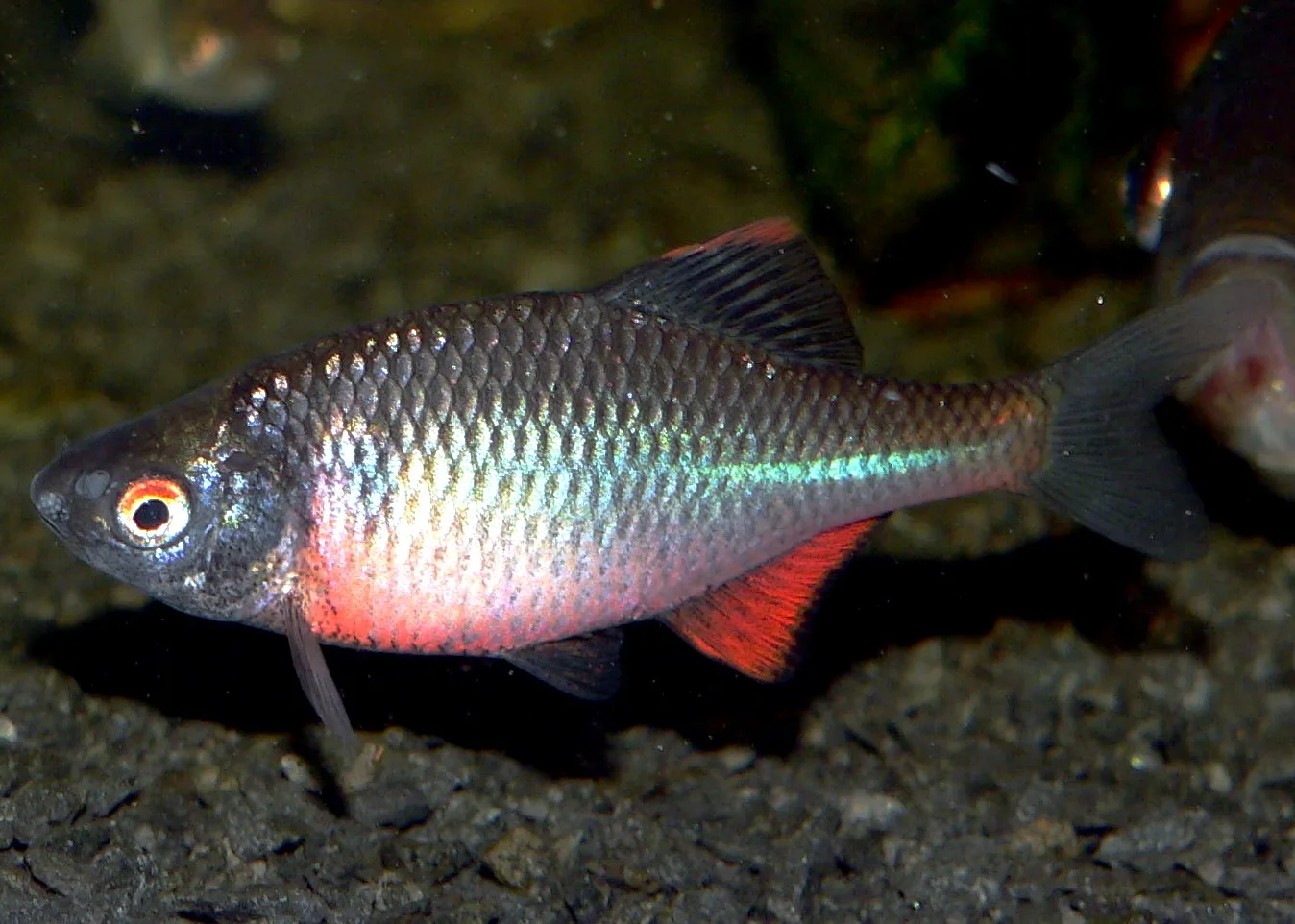 European Bitterling (Rhodeus amarus)