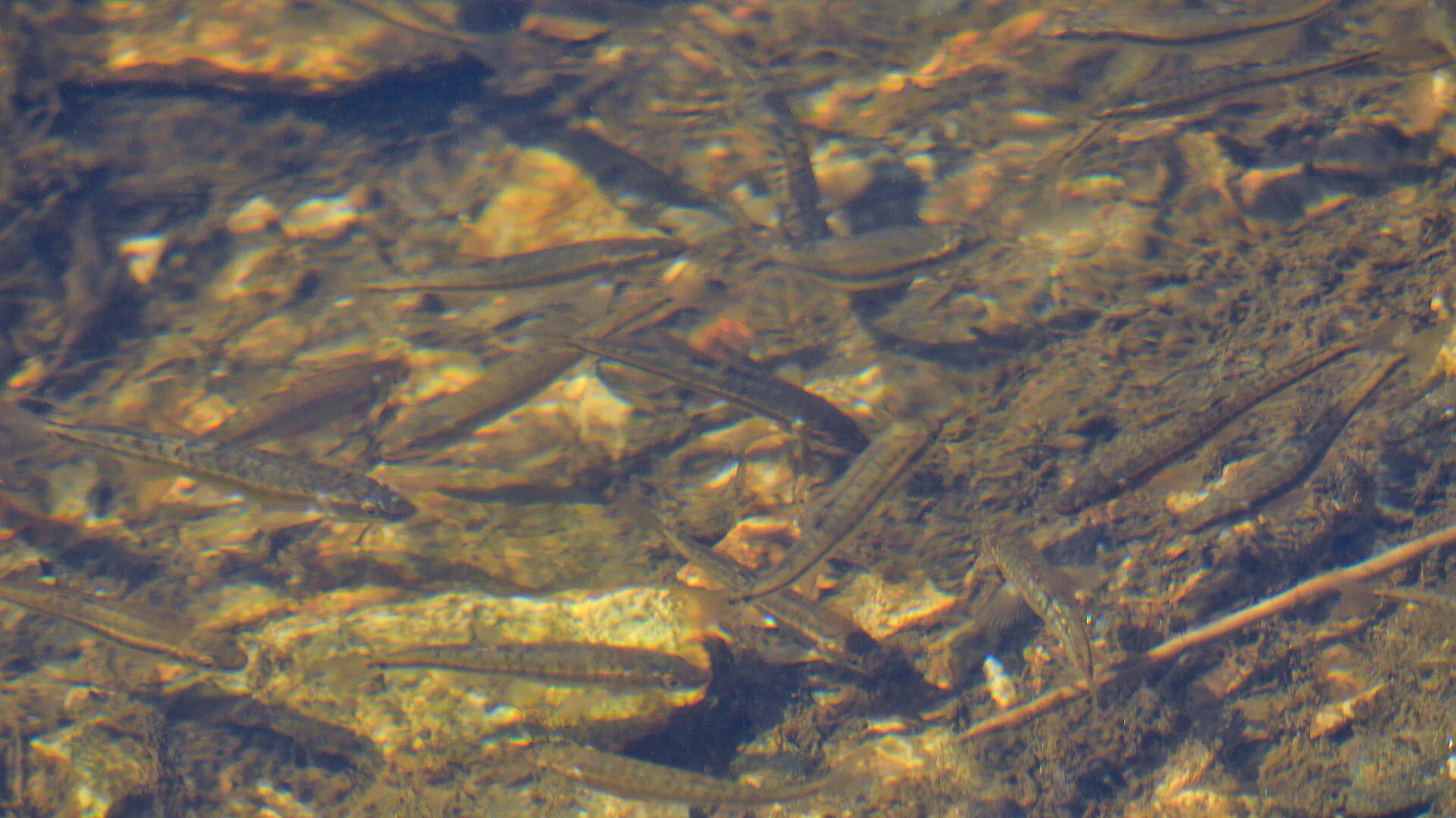 European Minnow (Phoxinus phoxinus)