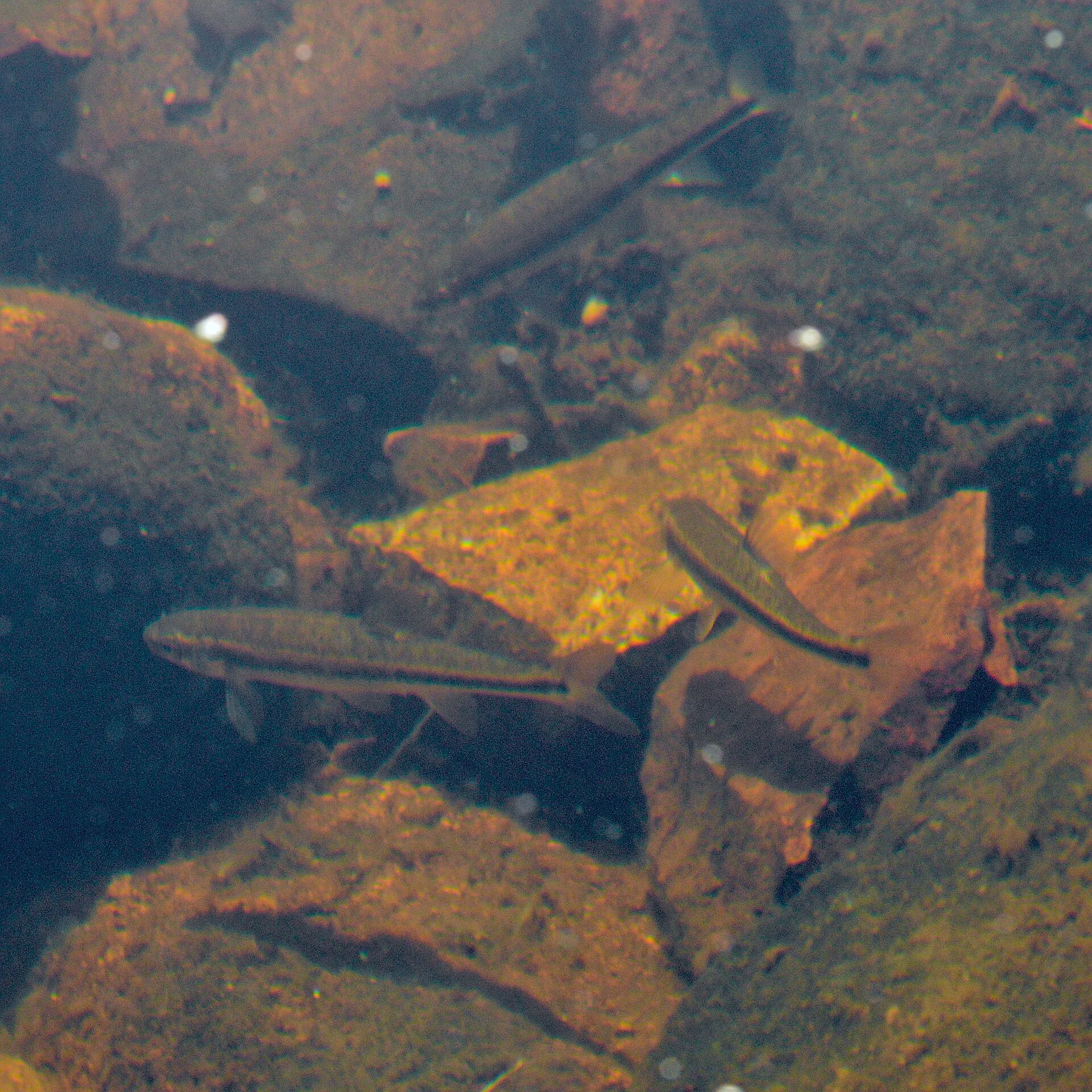 European Minnow in aquarium