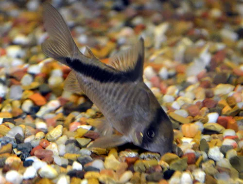 False Bandit Corydoras aquarium photo